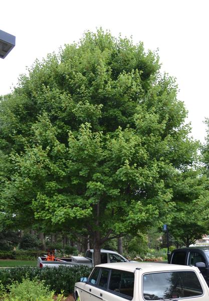 A tree in excellent condition with a full canopy, no dead branch
